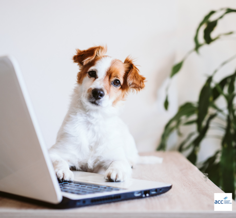 6 Ways to Keep a Dog-Friendly Office Clean and Inviting